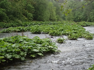 dag3_Wutagschlucht10