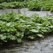 dag3_Wutagschlucht12