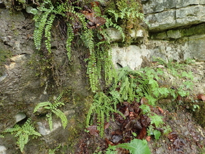 dag3_Wutagschlucht42