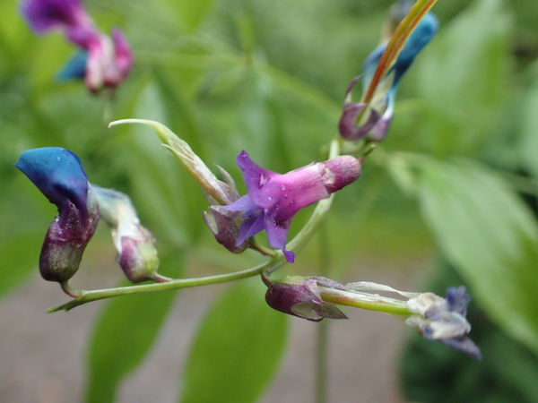 dag3_Wutagschlucht48