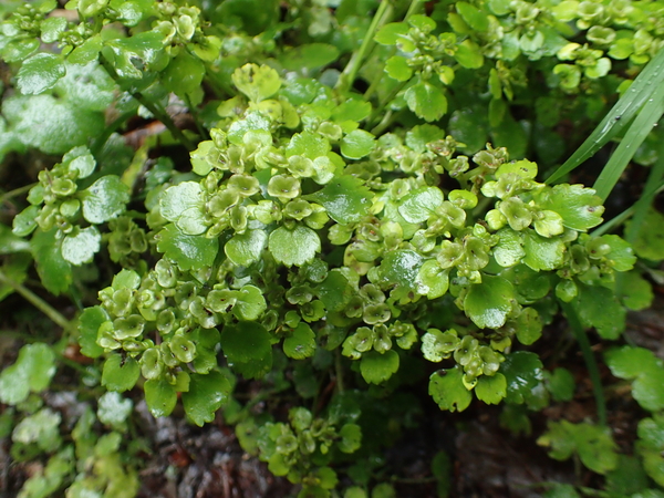 dag3_Wutagschlucht49