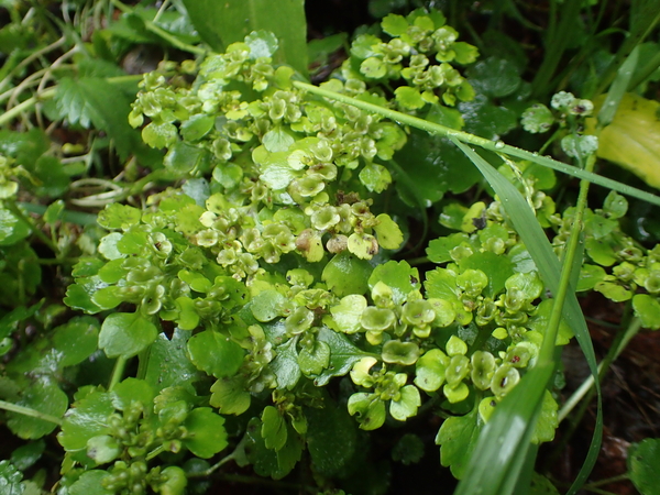 dag3_Wutagschlucht50