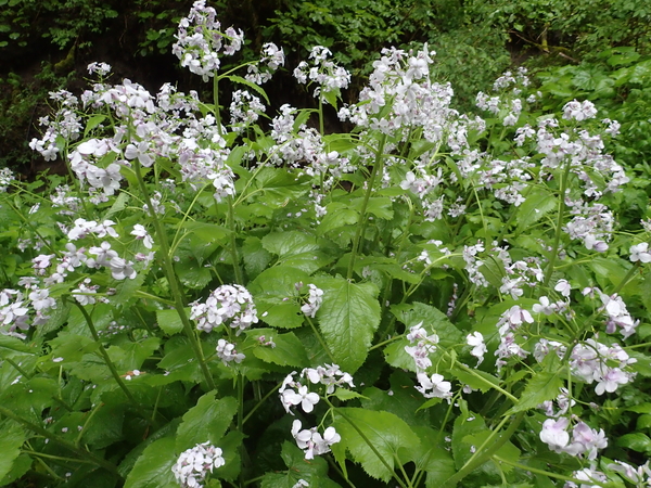 dag3_Wutagschlucht52