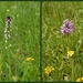 Aangebrande orchis-Aapjesorchis