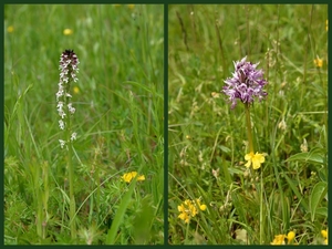 Aangebrande orchis-Aapjesorchis
