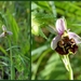 Bijenorchis-Horzelorchis