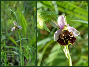 Bijenorchis-Horzelorchis