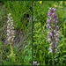 Bokkenorchis-Soldaatje