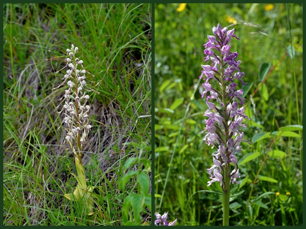 Bokkenorchis-Soldaatje