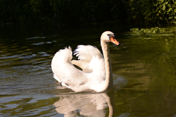 dag5_taubergiessen10