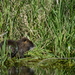 dag5_taubergiessen12