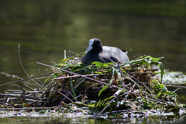 dag5_taubergiessen16