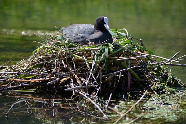 dag5_taubergiessen18