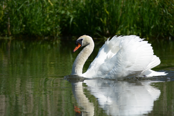 dag5_taubergiessen19