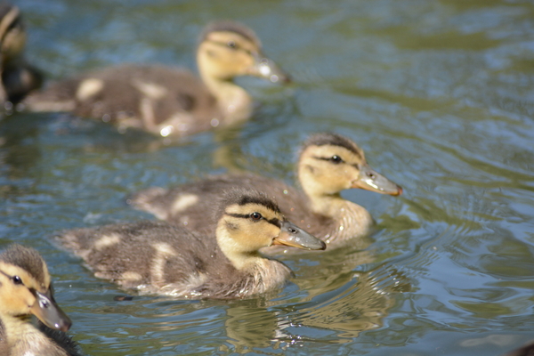 dag5_taubergiessen30