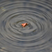 dag5_zuckerbrucke011