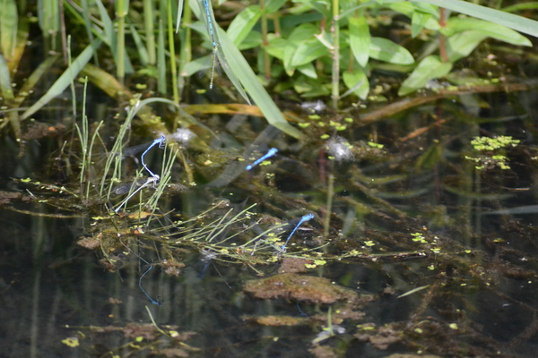 dag5_zuckerbrucke015