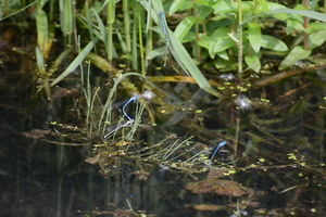 dag5_zuckerbrucke016