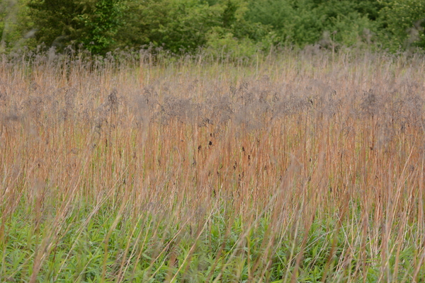 dag5_zuckerbrucke031