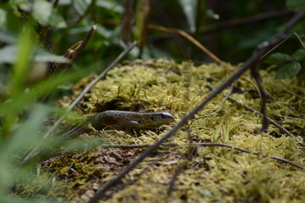 dag5_zuckerbrucke033