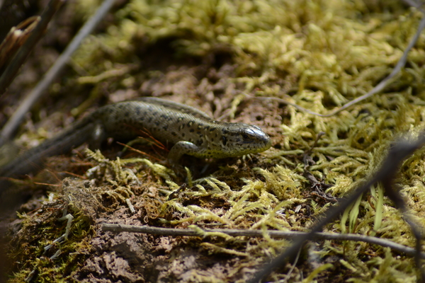 dag5_zuckerbrucke038
