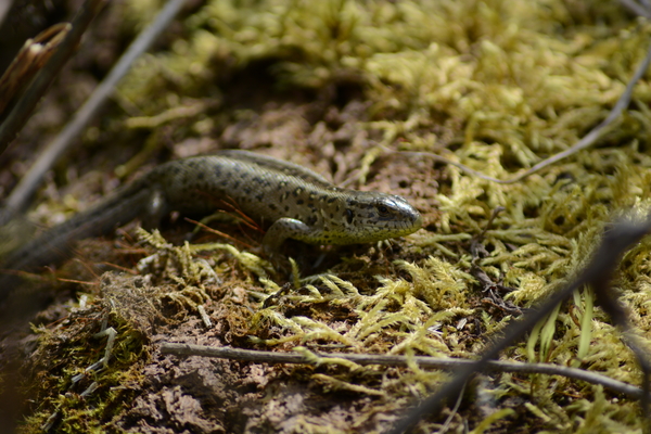 dag5_zuckerbrucke042