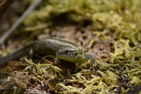 dag5_zuckerbrucke051