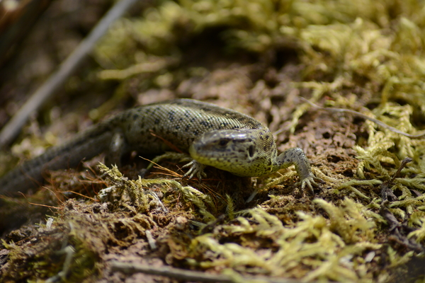 dag5_zuckerbrucke052