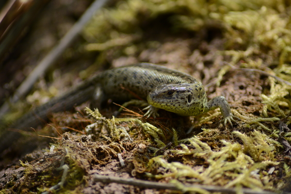 dag5_zuckerbrucke053