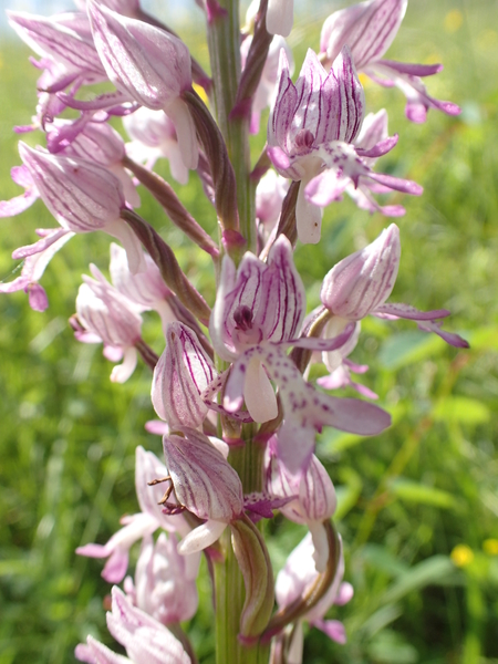 dag5_zuckerbrucke068