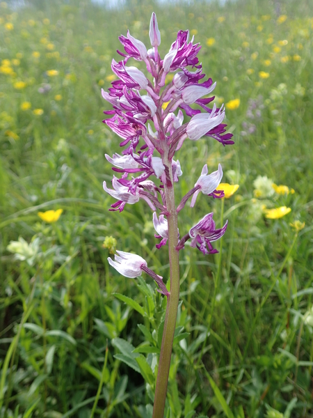 dag5_zuckerbrucke082