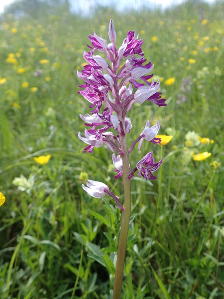 dag5_zuckerbrucke083