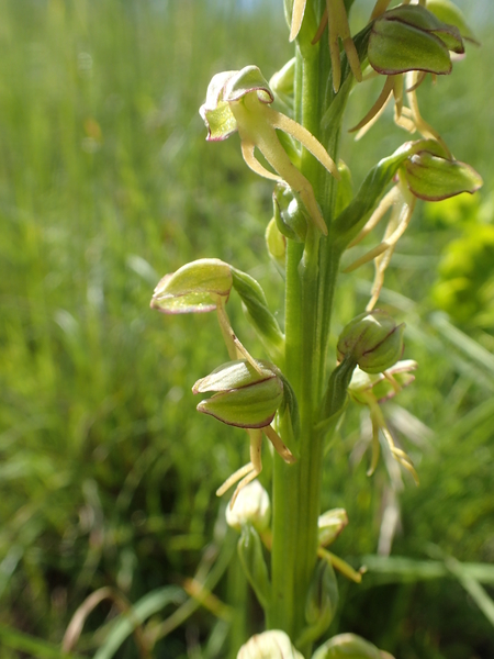 dag5_zuckerbrucke088