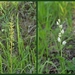 Grote keverorchis-Bleek bosvogeltje