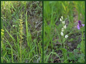 Grote keverorchis-Bleek bosvogeltje