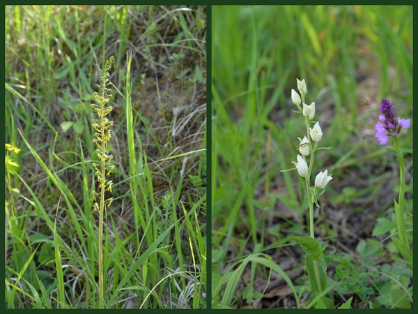 Grote keverorchis-Bleek bosvogeltje