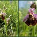 Horzelorchis