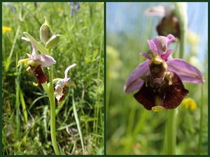 Horzelorchis