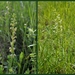 Poppenorchis-Welriekende nachtorchis