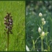 Purperorchis-Bleek bosvogeltje