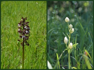 Purperorchis-Bleek bosvogeltje