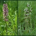 Soldaatje-Horzelorchis