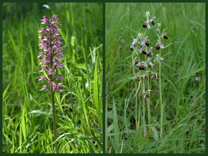 Soldaatje-Horzelorchis