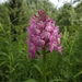dag7_lilienthal01