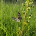 dag7_lilienthal04