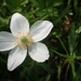 dag7_lilienthal11
