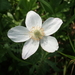 dag7_lilienthal12