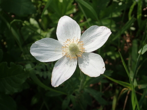dag7_lilienthal12