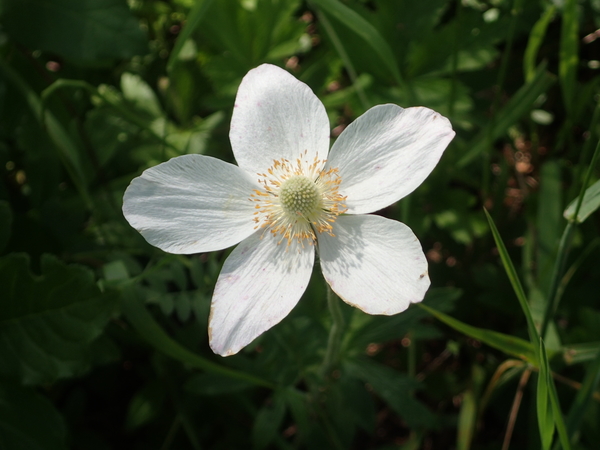dag7_lilienthal12
