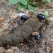 dag8_ebersmunster26